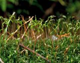 Atrichum undulatum