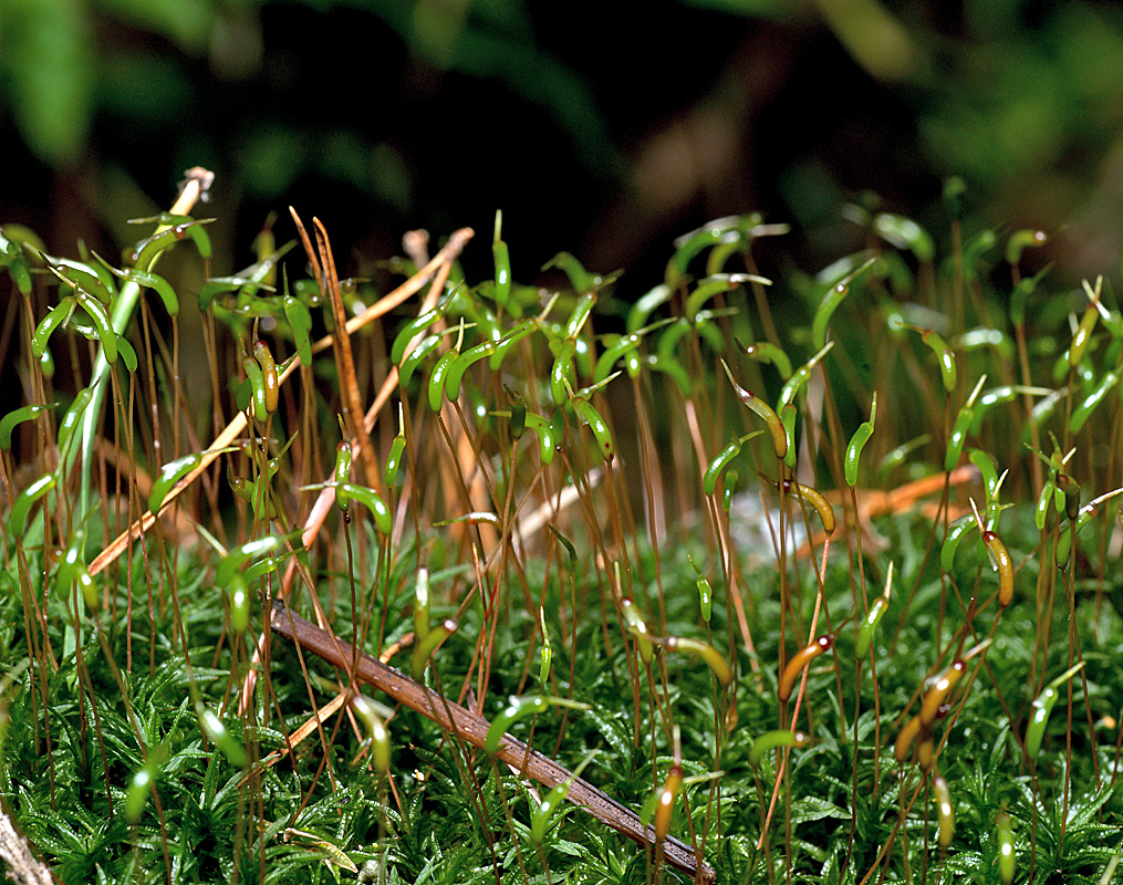 Image of Atrichum undulatum specimen.