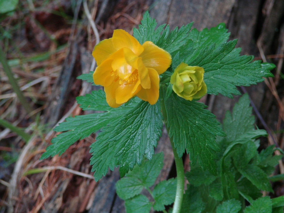 Image of genus Trollius specimen.