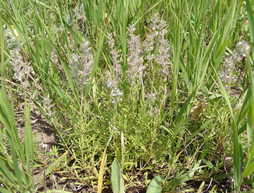 Изображение особи Thymus marschallianus.