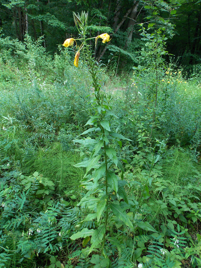 Image of Oenothera glazioviana specimen.