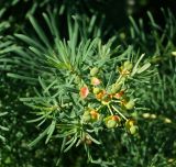 Euphorbia cyparissias