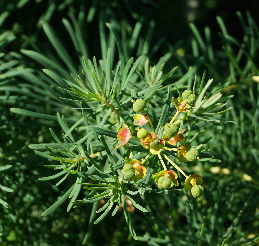 Image of Euphorbia cyparissias specimen.