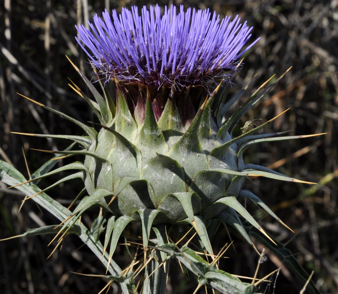 Image of Cynara cardunculus specimen.