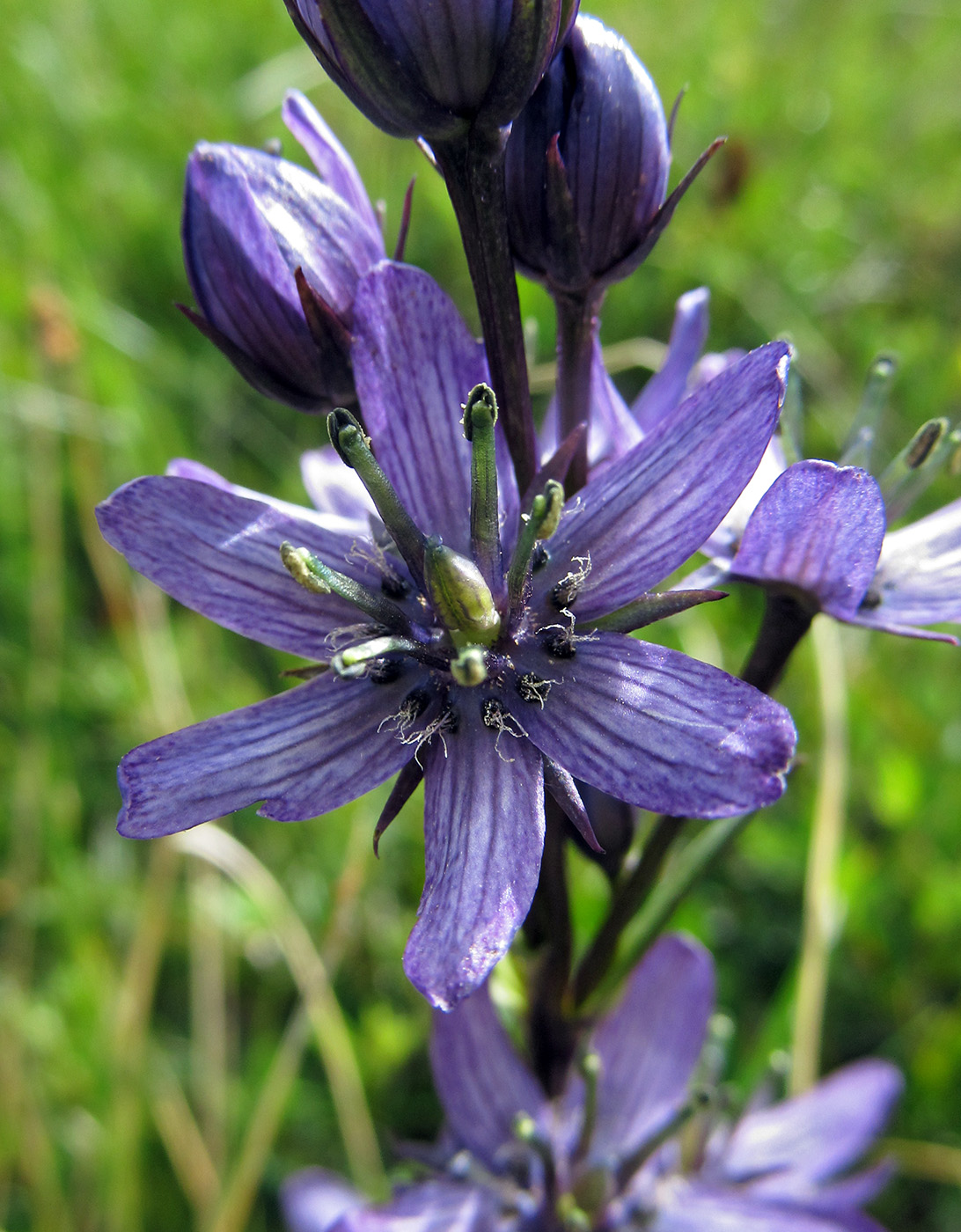 Image of Swertia obtusa specimen.