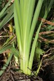 Typha latifolia. Основание побега. Ленинградская обл., Кингисеппский р-н, окр. пос. Новое Гарколово, побережье Финского залива, рогозово-камышово-тростниковые заросли. 28.08.2016.