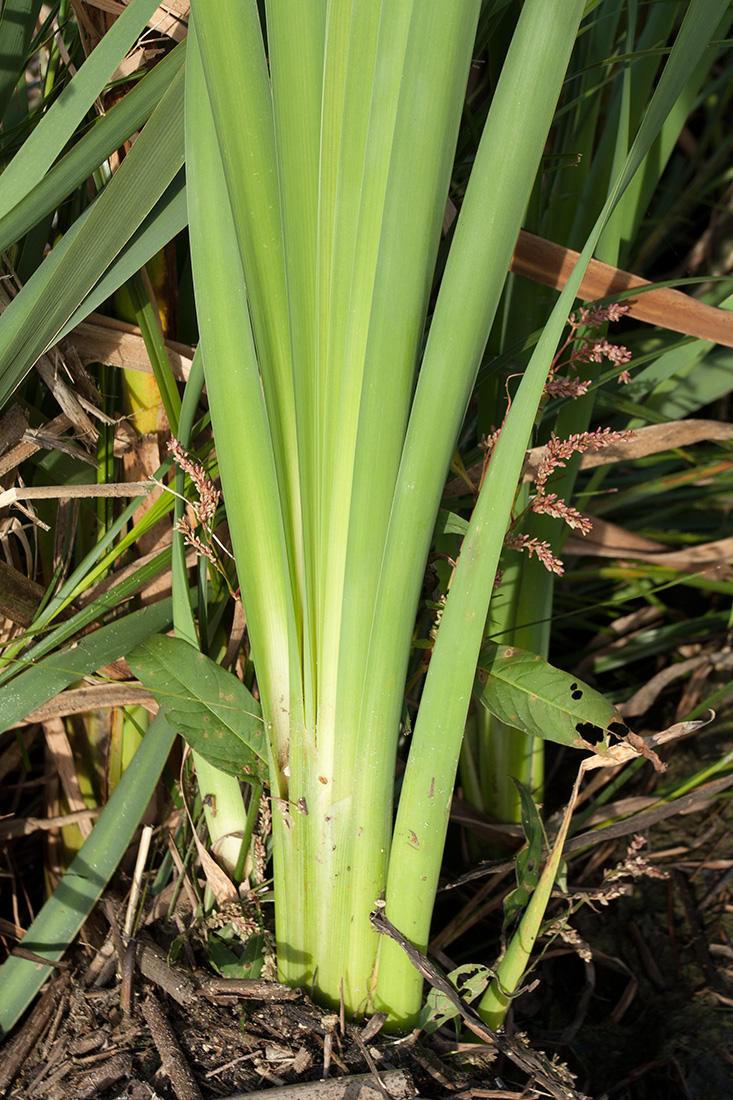 Изображение особи Typha latifolia.