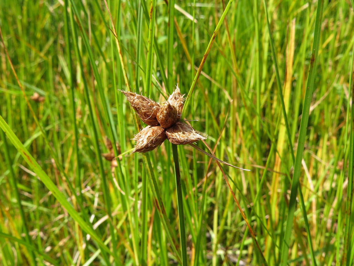 Image of Bolboschoenus planiculmis specimen.