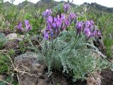 Oxytropis argentata ssp. brevidentata