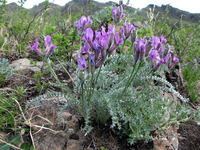 Image of Oxytropis argentata ssp. brevidentata specimen.