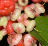 Syzygium aqueum. Созревающие плоды. Таиланд, о-в Пхукет, курорт Ката, во дворе, в культуре. 09.01.2017.