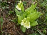 Primula pallasii