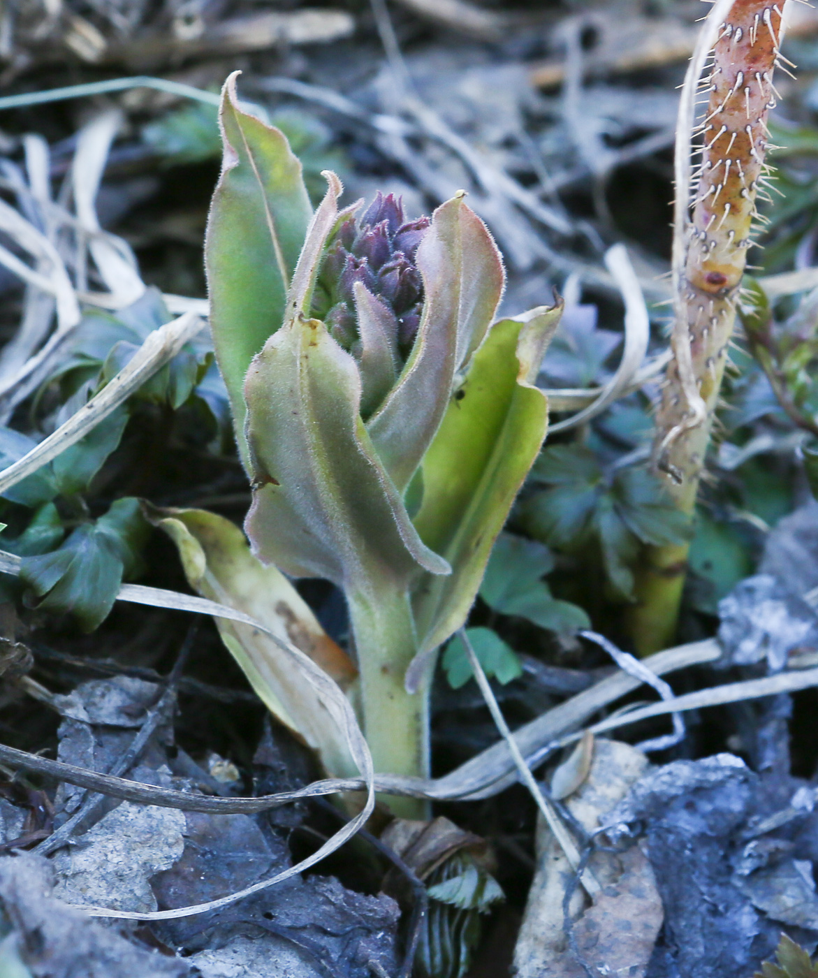 Image of Pulmonaria mollis specimen.