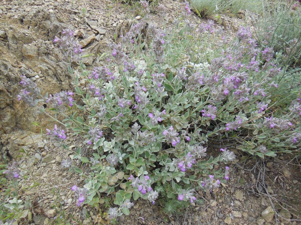 Изображение особи Stachys inflata.