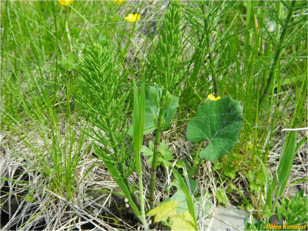 Image of Equisetum arvense specimen.