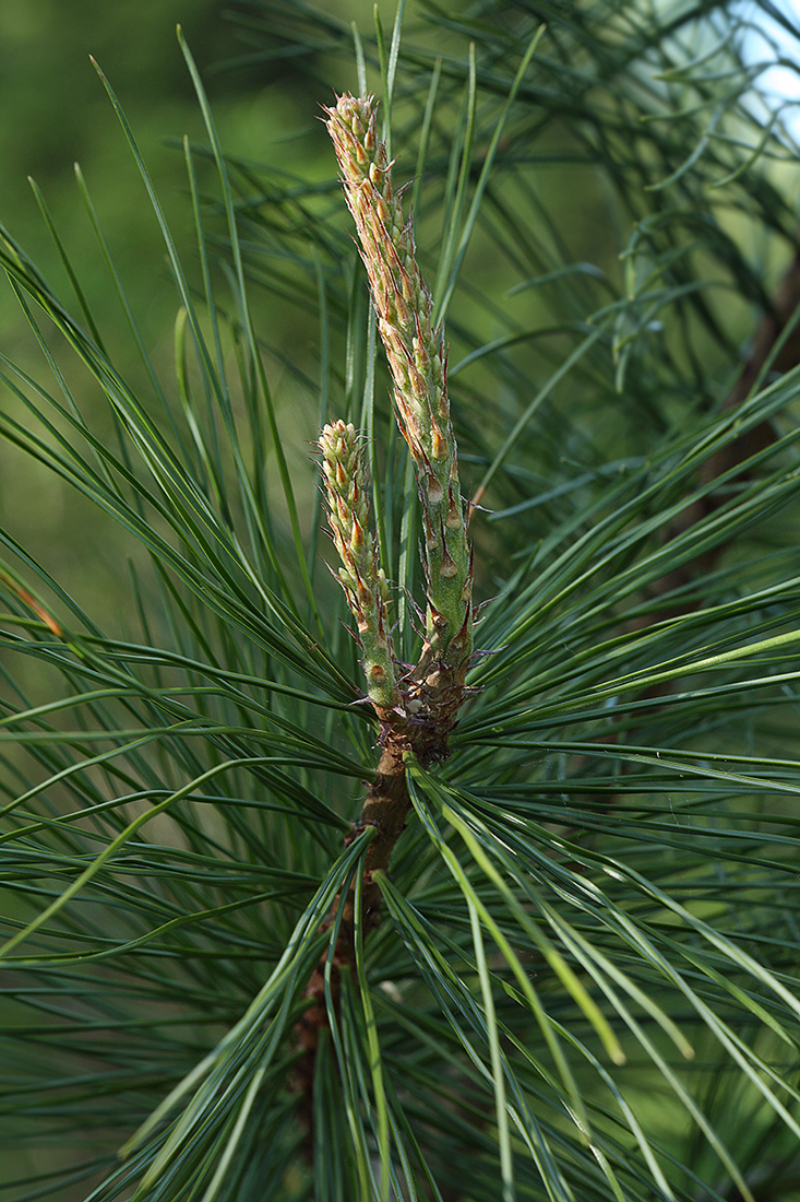 Изображение особи Pinus koraiensis.