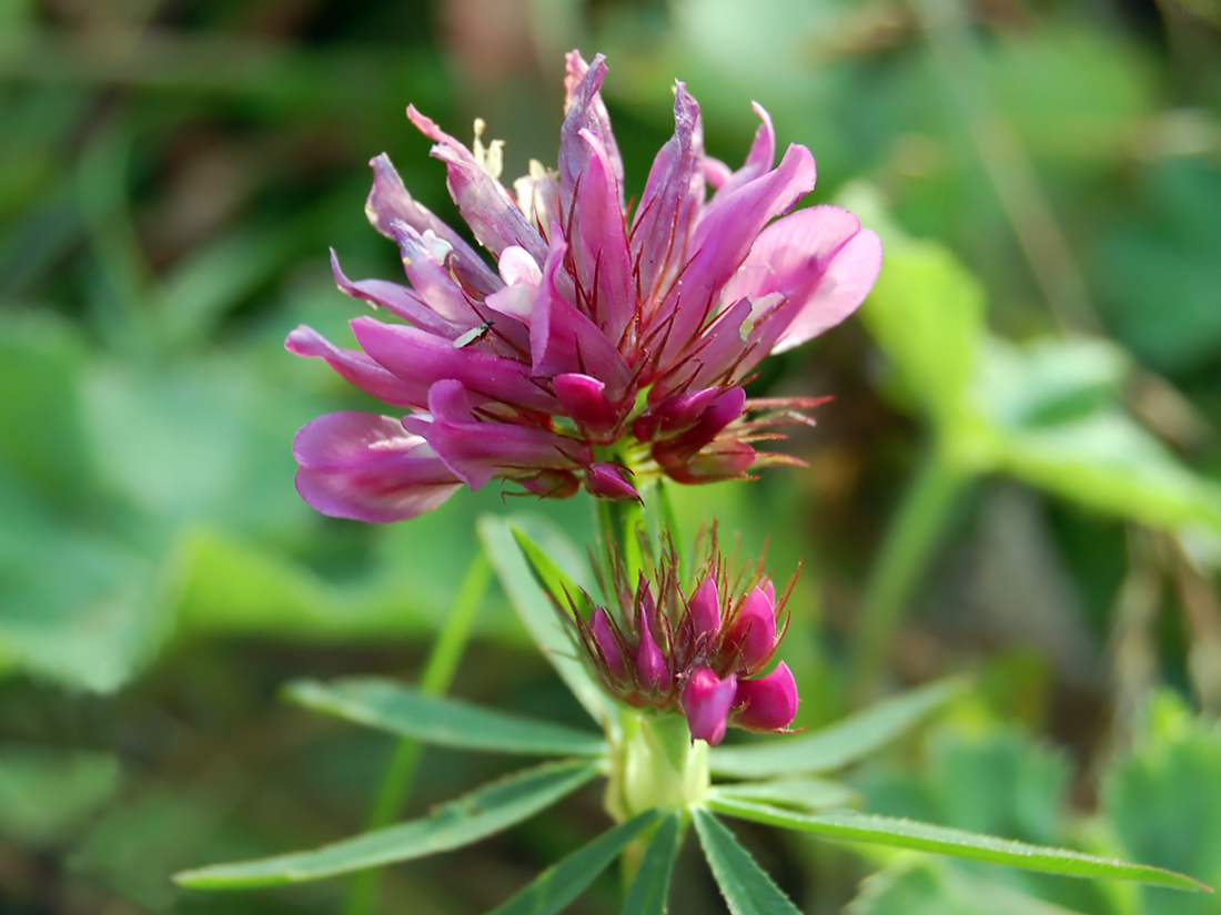 Image of Trifolium lupinaster specimen.