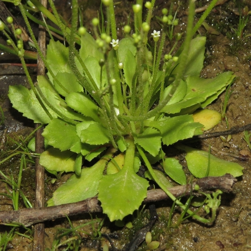 Изображение особи Androsace filiformis.