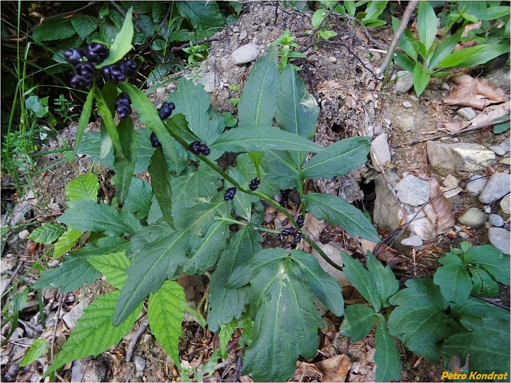 Изображение особи Cardamine bulbifera.