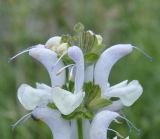 Salvia argentea