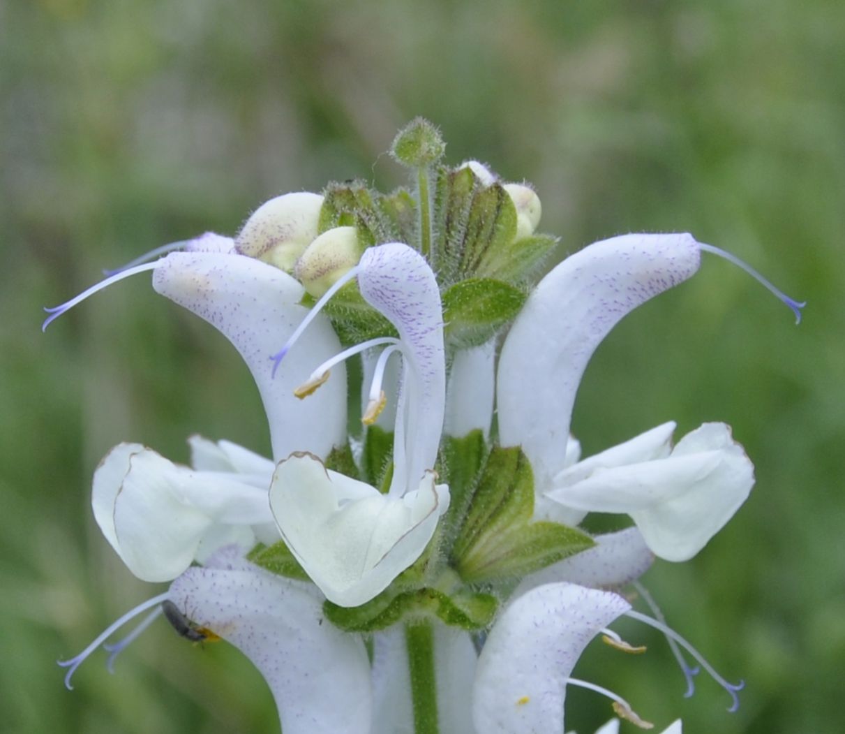 Изображение особи Salvia argentea.