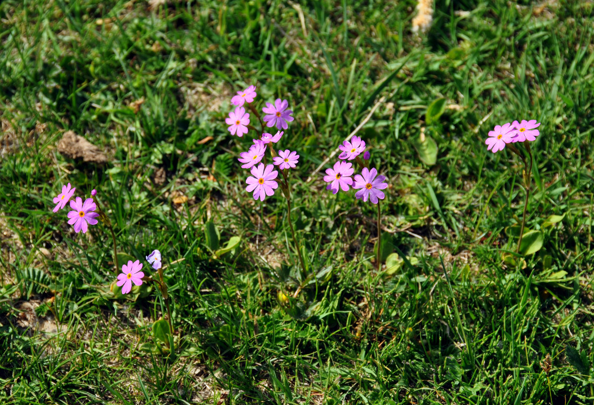 Изображение особи Primula nutans.