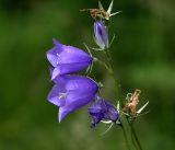 Campanula persicifolia. Бутон и цветки распустившиеся и отцветшие. Московская обл., Раменский р-н, окр. ж.-д. платформы Хрипань, просека под ЛЭП. 15.07.2017.
