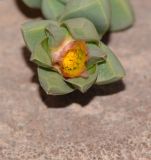 Corpuscularia lehmannii. Верхушка побега с закрывающимся цветком. Израиль, Шарон, г. Герцлия, двор многоэтажного дома, цветник. 27.05.2017.