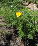 Pulsatilla aurea