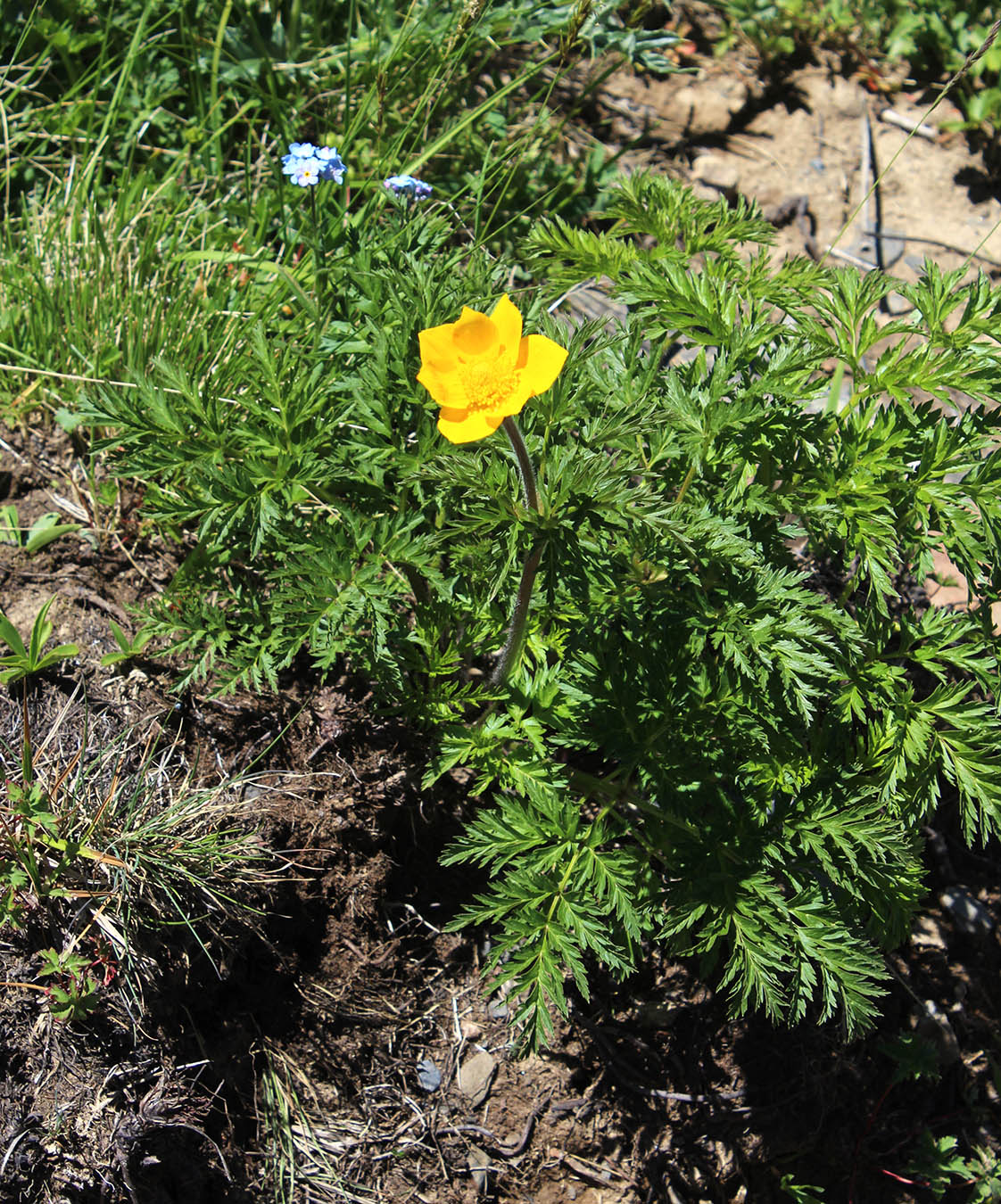 Изображение особи Pulsatilla aurea.