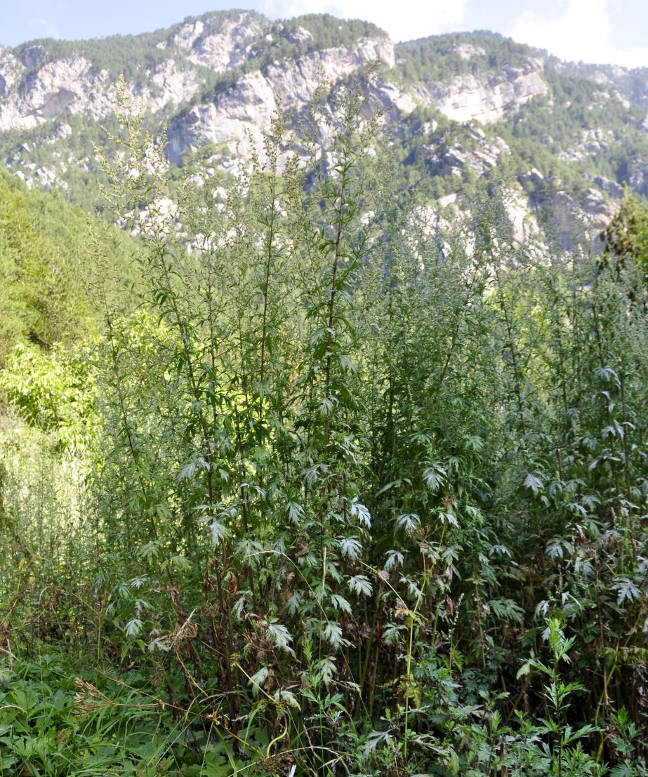 Изображение особи Artemisia vulgaris.