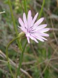 Scorzonera purpurea