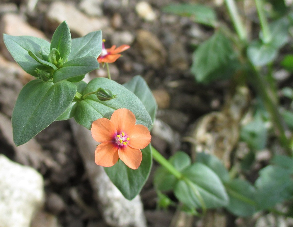 Изображение особи Anagallis arvensis.