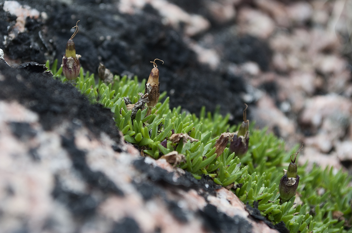 Image of Silene acaulis specimen.