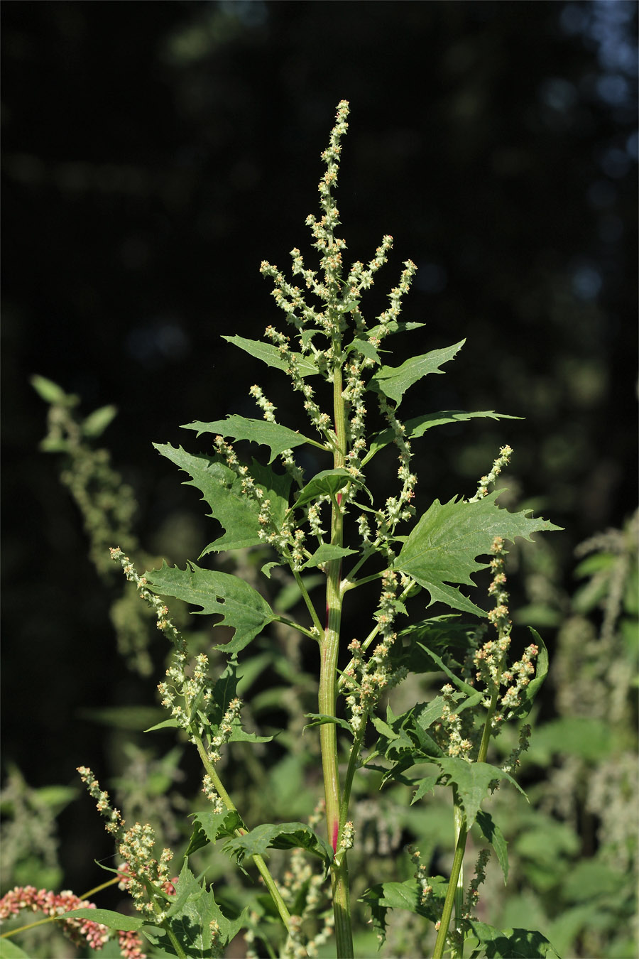 Image of Atriplex calotheca specimen.