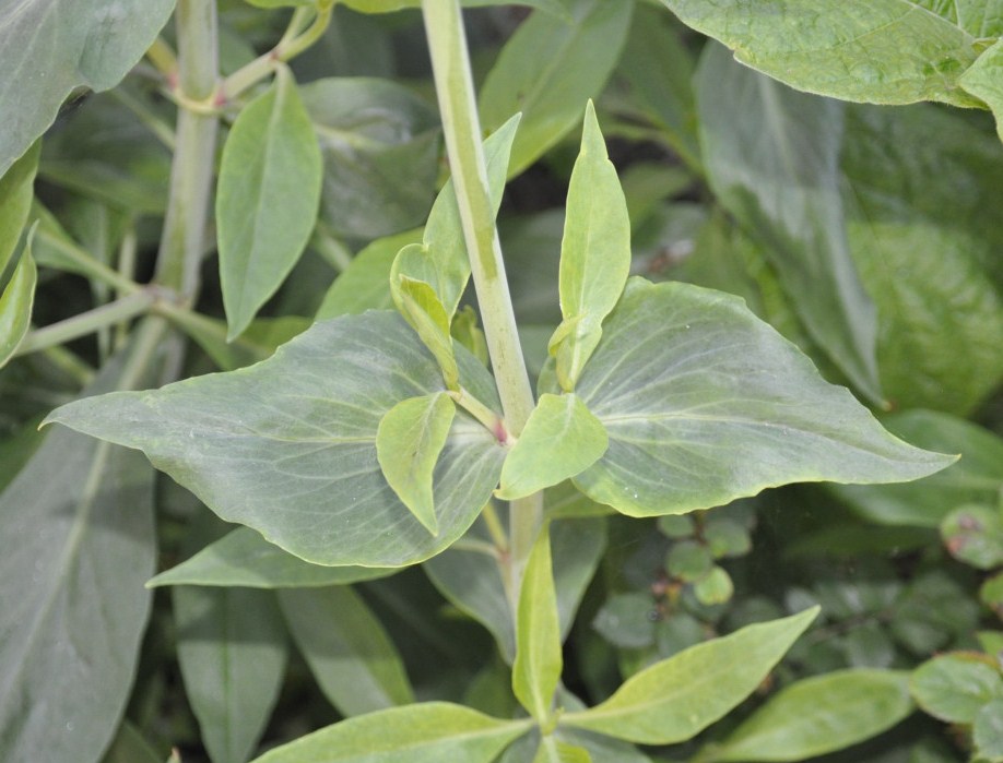 Image of Centranthus ruber specimen.