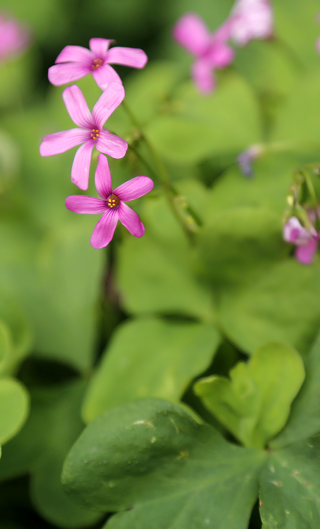 Изображение особи Oxalis articulata.