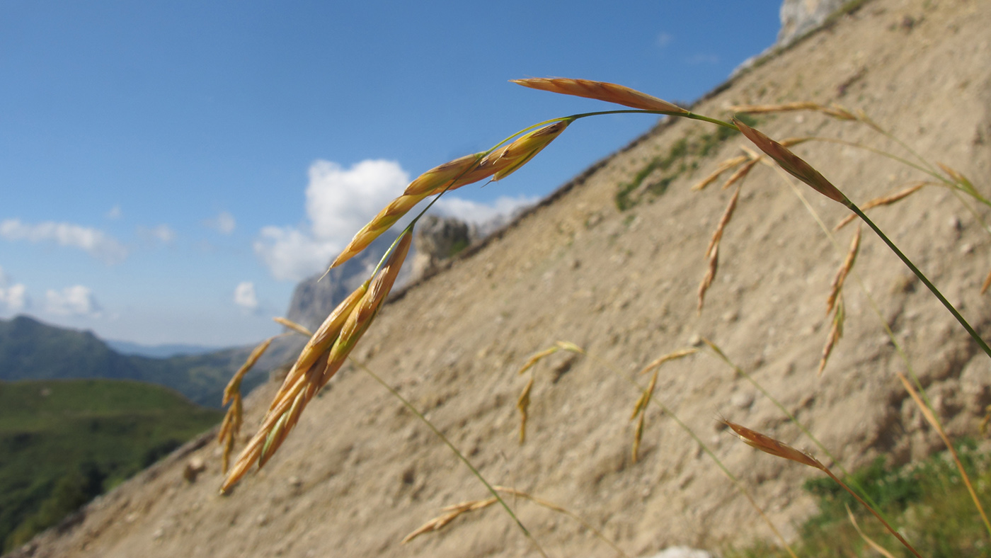 Image of Brachypodium rupestre specimen.