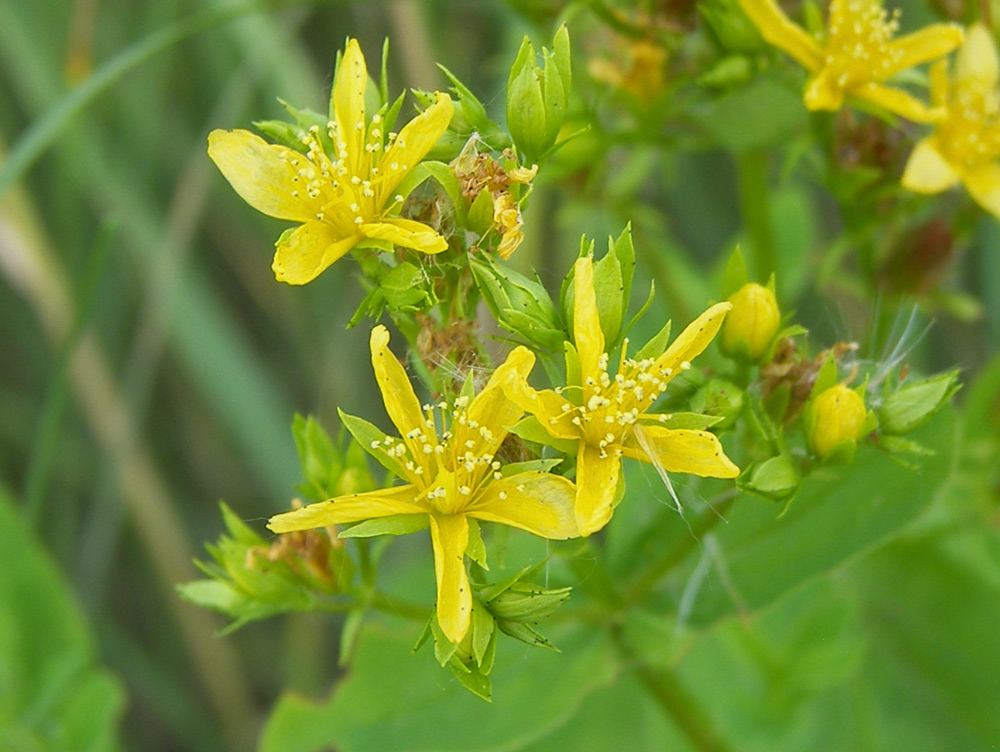 Image of Hypericum tetrapterum specimen.