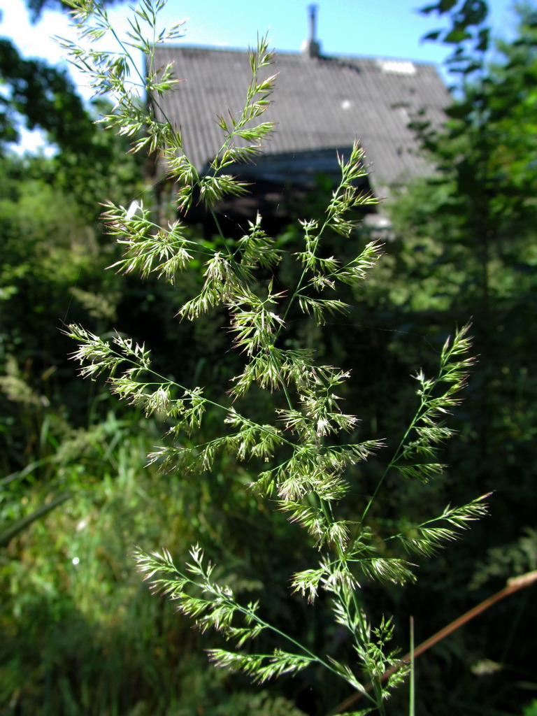 Изображение особи Calamagrostis epigeios.