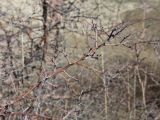 род Crataegus. Верхушка покоящейся ветви. Краснодарский край, окр. г. Анапа, близ приморского обрыва. 26.02.2017.