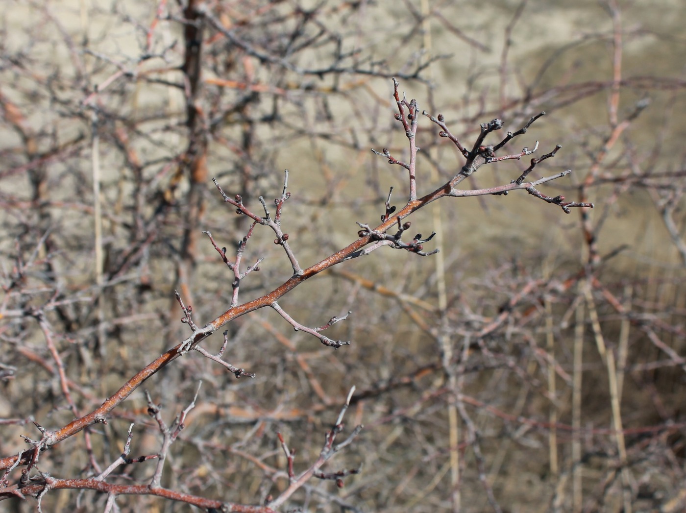 Изображение особи род Crataegus.