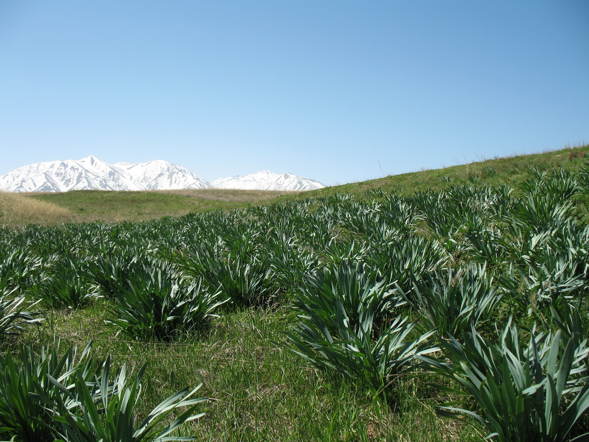 Изображение особи Ungernia sewerzowii.