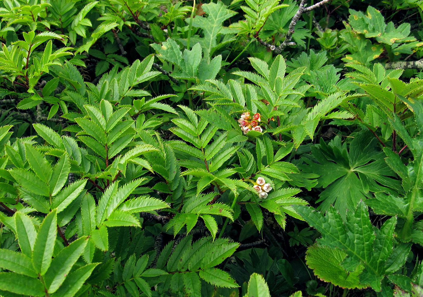 Изображение особи Sorbus sambucifolia.