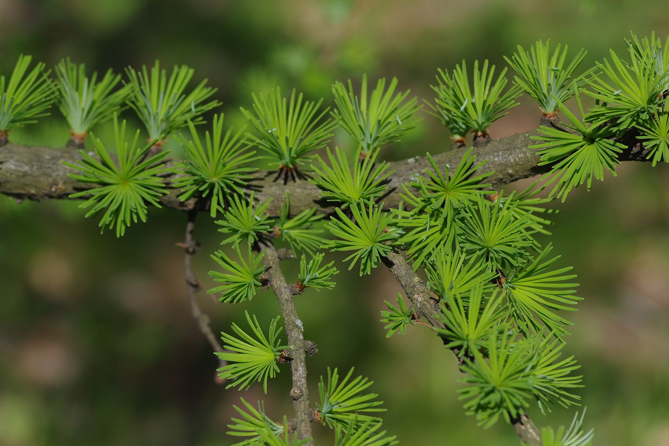 Image of Larix kaempferi specimen.