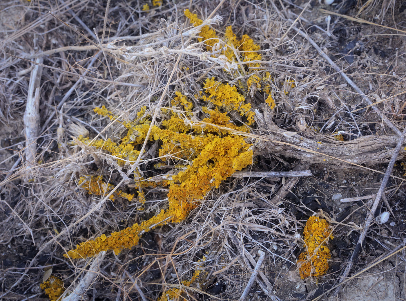 Изображение особи семейство Teloschistaceae.