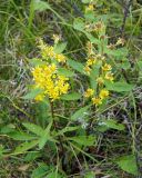 Solidago cuprea. Цветущие растения. Магаданская обл., окр. г. Магадан, мр-н Солнечный, подножье сопки. 05.08.2016.