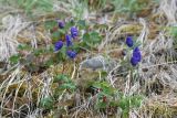 Aconitum delphiniifolium