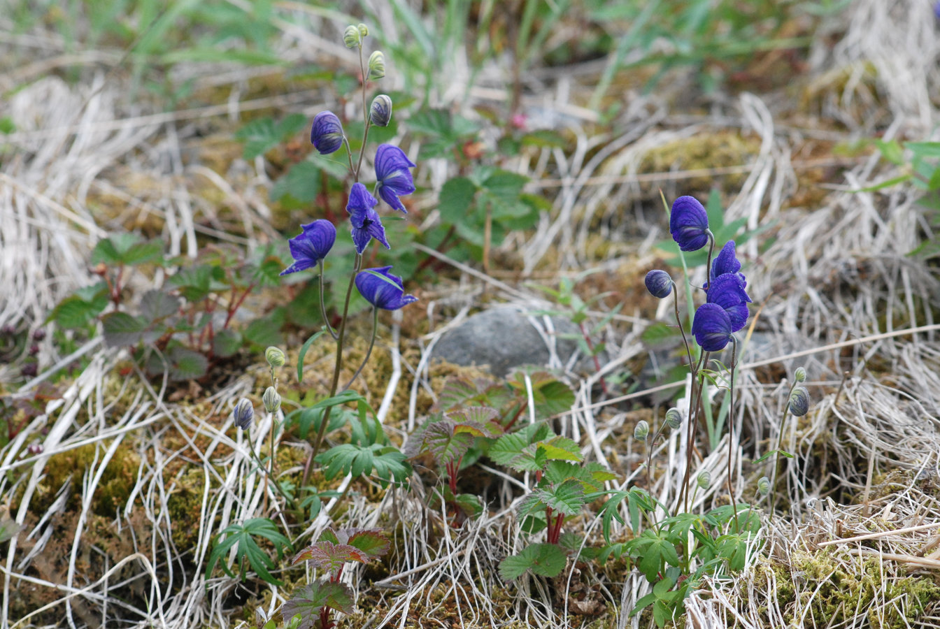 Изображение особи Aconitum delphiniifolium.