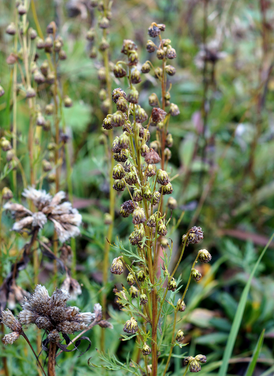 Изображение особи Artemisia arctica.